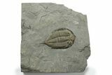 Dalmanites Trilobite Fossil - New York #270210-1